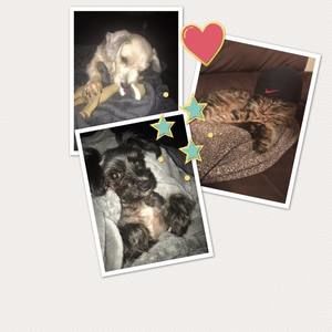 Meet your Posher, Joyce